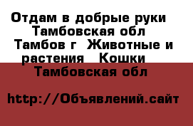 Отдам в добрые руки - Тамбовская обл., Тамбов г. Животные и растения » Кошки   . Тамбовская обл.